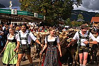 Bernhard Saalfeld - Viehscheid Obermaiselstein
